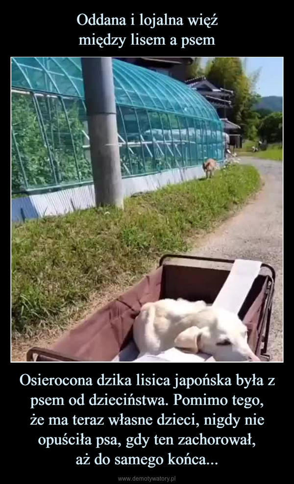 Osierocona dzika lisica japońska była z psem od dzieciństwa. Pomimo tego,że ma teraz własne dzieci, nigdy nie opuściła psa, gdy ten zachorował,aż do samego końca... –  @kitune_friends