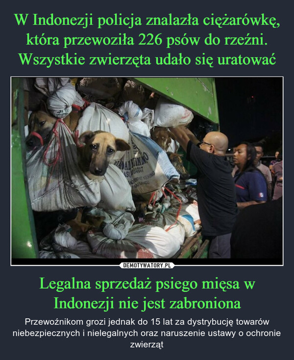 W Indonezji policja znalazła ciężarówkę, która przewoziła 226 psów do rzeźni. Wszystkie zwierzęta udało się uratować Legalna sprzedaż psiego mięsa w Indonezji nie jest zabroniona