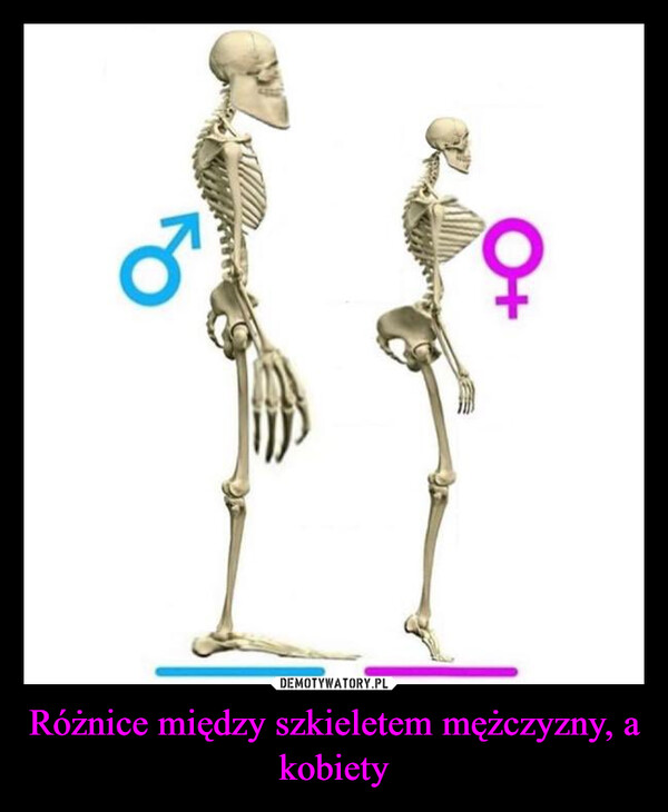 Różnice między szkieletem mężczyzny, a kobiety –  0+9