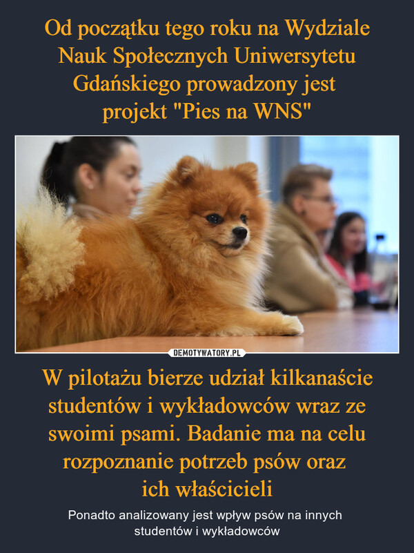 Od początku tego roku na Wydziale Nauk Społecznych Uniwersytetu Gdańskiego prowadzony jest 
projekt "Pies na WNS" W pilotażu bierze udział kilkanaście studentów i wykładowców wraz ze swoimi psami. Badanie ma na celu rozpoznanie potrzeb psów oraz 
ich właścicieli