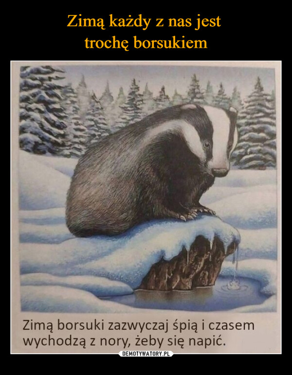  –  Zimą borsuki zazwyczaj śpią i czasemwychodzą z nory, żeby się napić. kwejk.pl