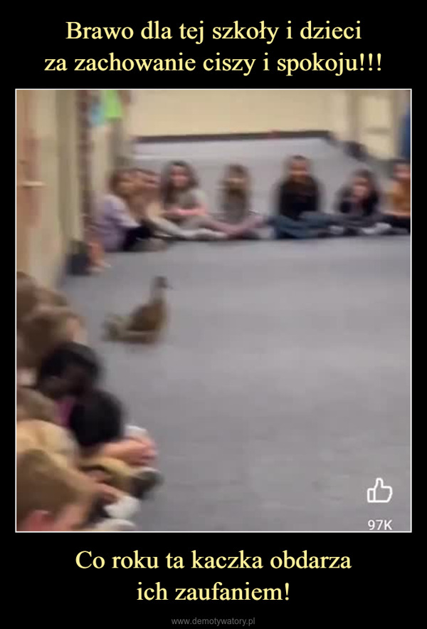 Co roku ta kaczka obdarzaich zaufaniem! –  97K9.3KJefferson Elementary... FollowEvery year our momma duck builds hernest in our courtyard. Our job is to helpher get them out safely. Success! lessSend